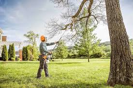 Best Tree Health Inspection  in Stone Mountain, GA