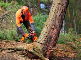 Best Hazardous Tree Removal  in Stone Mountain, GA