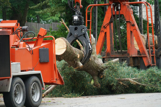 How Our Tree Care Process Works  in  Stone Mountain, GA