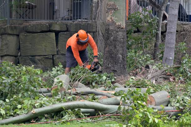 Stone Mountain, GA Tree Removal Company